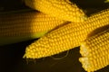 Corn on the cob. Golden corn close up. Autumn harvesting. Corn seeds in sunlight. Organic vegetables. Ripe sweetcorn. Royalty Free Stock Photo