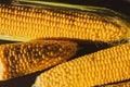 Corn on the cob. Golden corn close up. Autumn harvesting. Corn seeds in sunlight. Organic vegetables. Ripe sweetcorn. Royalty Free Stock Photo