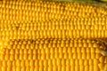 Corn on the cob. Golden corn close up. Autumn harvesting. Corn seeds in sunlight. Organic vegetables. Ripe sweetcorn. Royalty Free Stock Photo