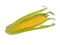 Corn cob with green leaves isolated on white background Royalty Free Stock Photo