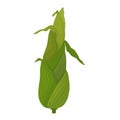 Corn cob green young cartoon. Corn fruit with leaves, unpeeled Royalty Free Stock Photo