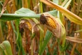 Corn on cob growing on farm in Portugal Royalty Free Stock Photo