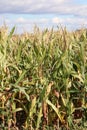 Corn on the cob growing tall in the field in the sunshine Royalty Free Stock Photo