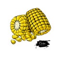 Corn cob hand drawn vector illustration.