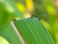 On a corn cob Western corn beetle