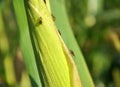 On a corn cob Western corn beetle