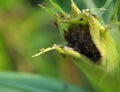 On a corn cob Western corn beetle