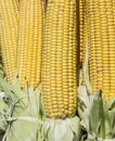 Corn on the cob Royalty Free Stock Photo