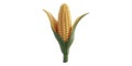 Corn cob with husk isolated on transparent background Royalty Free Stock Photo