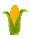Corn cob Royalty Free Stock Photo