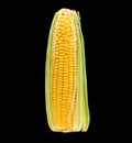 Corn cob isolated on black background. Fresh raw organic sweetcorn closeup. Hot corn on the cob
