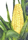 Corn cob with leaf