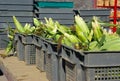 Corn on cob with leafs in baskets at the market