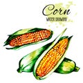 Corn cob with leaves. Hand drawn watercolor painting on white background. Royalty Free Stock Photo