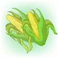 Corn in the cob with leaves. Vector illustration Royalty Free Stock Photo