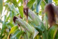 Corn on the cob, located in the leaf axils Royalty Free Stock Photo
