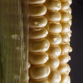 Corn cob macro isolated on black background. Farming and agriculture concept Royalty Free Stock Photo