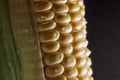 Corn cob macro isolated on black background. Farming and agriculture concept Royalty Free Stock Photo