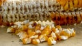 Corn cob, macro Royalty Free Stock Photo