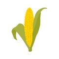 Corn cob maize illustration. Thanksgiving autumnal decorative element. Flat vector corncob illustration Royalty Free Stock Photo