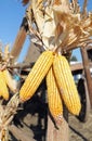 corn on the cob with many yellow corn seeds in the farm Royalty Free Stock Photo