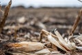 Corn cob missed during combining that was left in the field after harvesting. Royalty Free Stock Photo