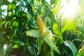 Corn cob in organic corn field. Fresh corn on stalk in field. Ripening of corn. Cornfield close-up at the sunset