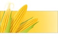 Corn cob. Organic food. Royalty Free Stock Photo
