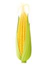 Corn cob. Organic food.