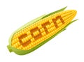 Corn cob. Organic food. Royalty Free Stock Photo