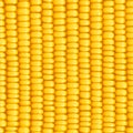 Corn cob. Organic food seamless pattern.