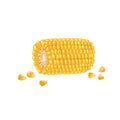 A corn cob part with seeds. Cartoon trendy style. Maize. Bright ripe vegetable. Vector illustration isolated on white