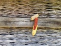 Corn cob partially husked on an old wood