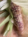 Corn cob raw uncooked different colors purple white
