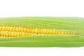 Corn cob, ripe sweet yellow corn grains under green leaves Royalty Free Stock Photo