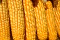 Corn cob, selective focus and close up