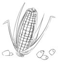 Corn cob sketch. Hand drawn raw maize Royalty Free Stock Photo