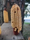 Corn on the cob on a squirrel feeder.