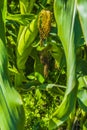 Corn Cob on the Stalk Royalty Free Stock Photo