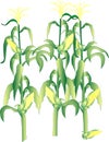 Corn on the cob stalks Royalty Free Stock Photo