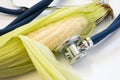 Corn cob and stethoscope. Stethoscope tests single maize cob for presence of GMO, diseases, varieties. Nutrition and health benefi Royalty Free Stock Photo