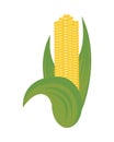 Corn cob vegetable isolated icon Royalty Free Stock Photo