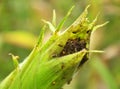 On a corn cob Western corn beetle