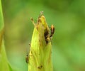 On a corn cob Western corn beetle