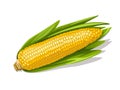 Corn cob