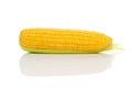 Corn Cob on white background Royalty Free Stock Photo