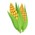 Corn on a cob, yellow grains in green leaves Royalty Free Stock Photo