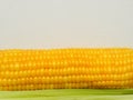 Corn cob with yellow ripe raw grains lies on the light green corn leaves on a neutral background Royalty Free Stock Photo