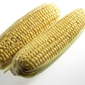 Corn Cob, zea mays against White Background