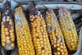 Corn cobs are affected by fusarium - the causative agent of Fusarium moniliforme